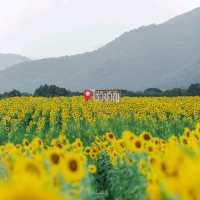ทุ่งทานตะวัน เขาจีนแล วิวสวย มุมถ่ายรูปเพียบ