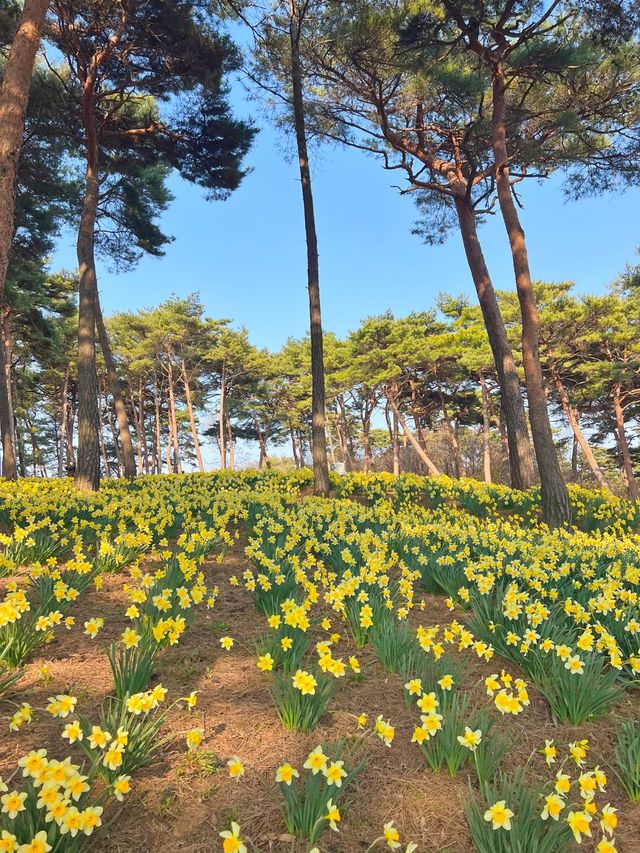 수선화 가득한 서산 유기방가옥💛