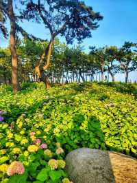 부산 해운대 송림공원에 핀 5월의 수국💐🌳