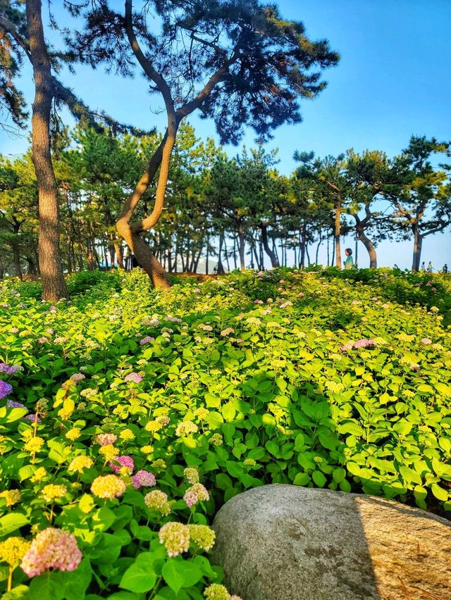 부산 해운대 송림공원에 핀 5월의 수국💐🌳