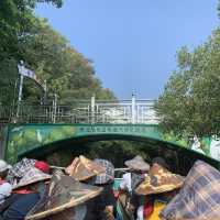 台南景點-四草綠色隧道