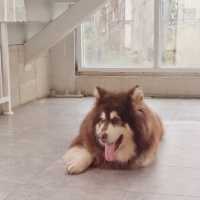 【台灣台中】 Nagonago 寵物友善餐廳🐶 勁多大隻Husky 