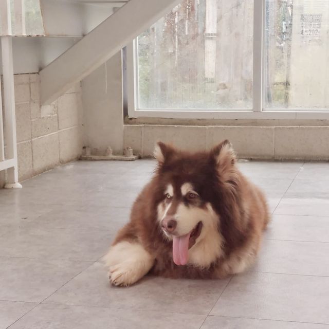 【台灣台中】 Nagonago 寵物友善餐廳🐶 勁多大隻Husky 