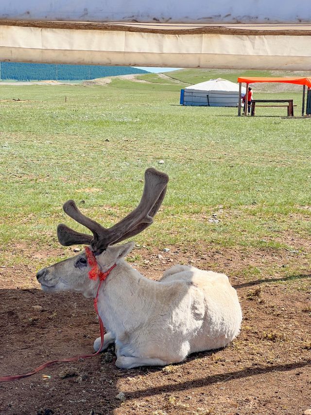 몽골여행에서 만난 순록가족🦌🦌