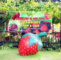 Beautiful Mesilou Highland Strawberry Farm