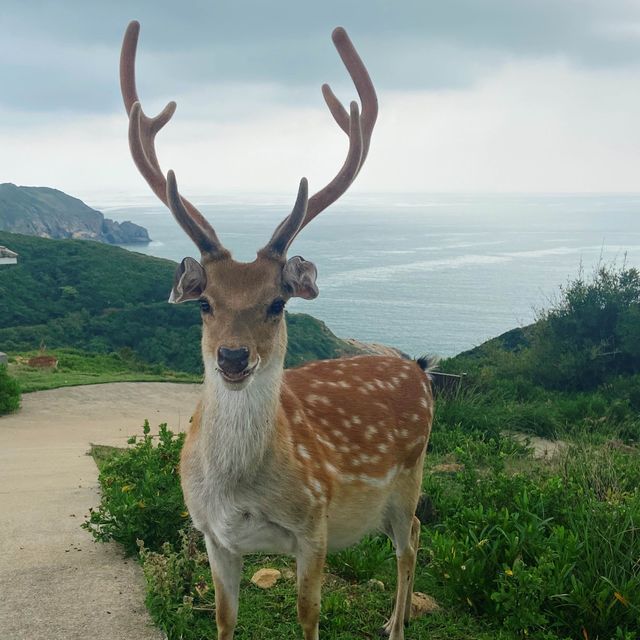 😎原來台灣也有這麼一個酷地方｜北竿·大坵餵鹿鹿🦌
