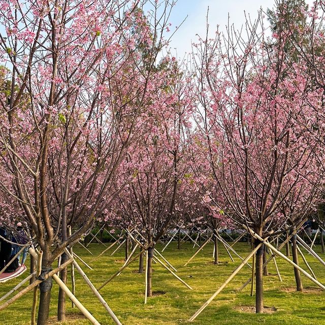 香港櫻花園🌸cherry blossom garden in Hong Kong🇭🇰 