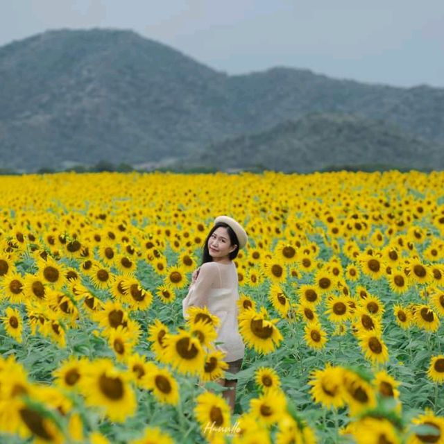 ทุ่งทานตะวัน เขาจีนแล วิวสวย มุมถ่ายรูปเพียบ