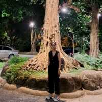 ข้าวเม่า- ข้าวฟ่าง  ป่าในจินตนาการ  เชียงใหม่
