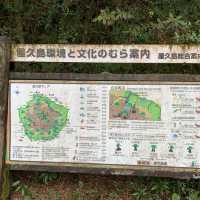 Hiking through the trail of Yakushima Island 