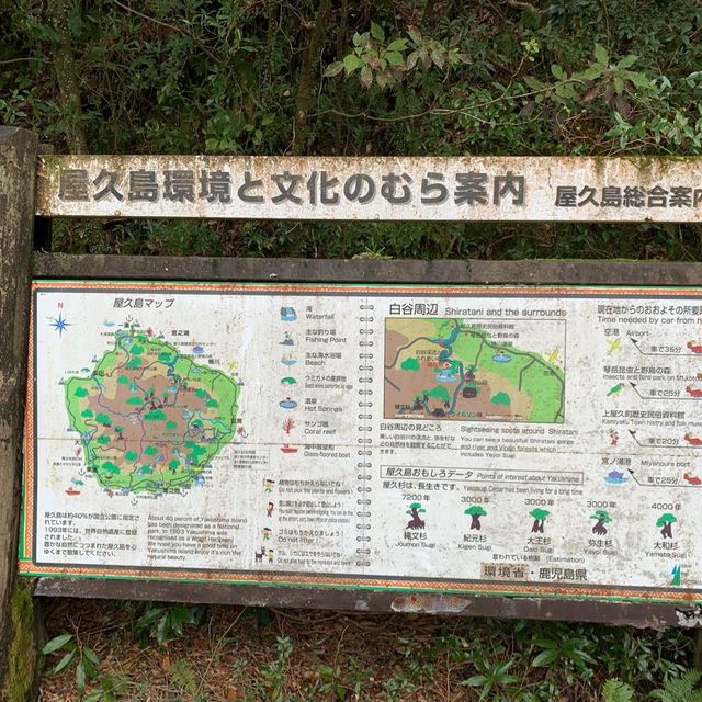 Hiking through the trail of Yakushima Island 