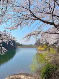 인정할 수 밖에 없는 용인 벚꽃뷰 카페 🌸