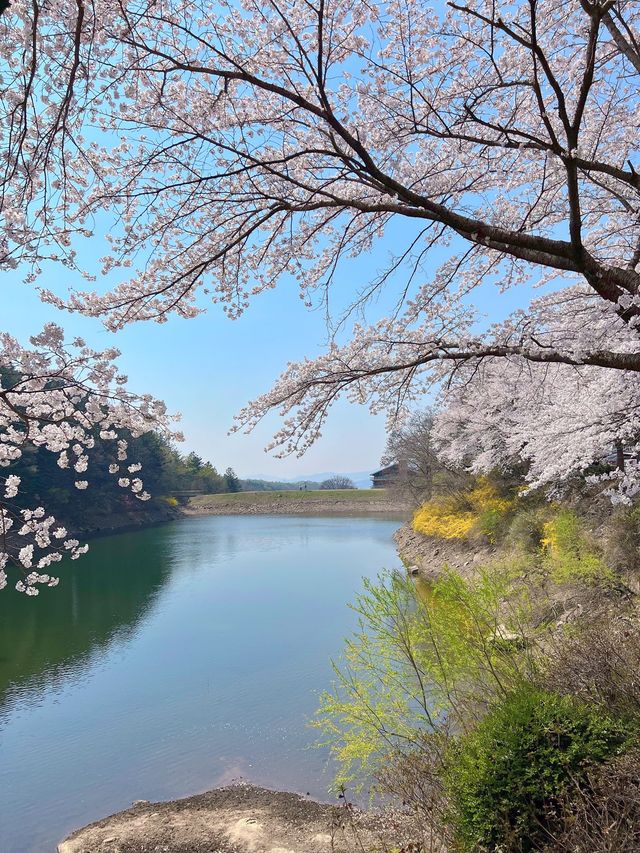 인정할 수 밖에 없는 용인 벚꽃뷰 카페 🌸