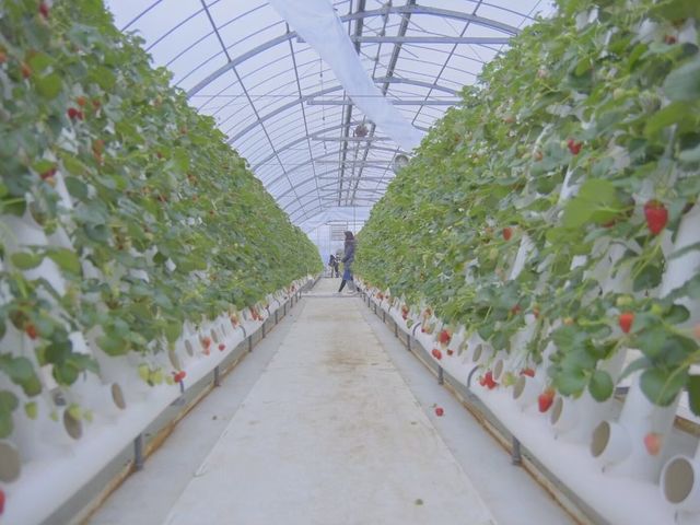 千葉県最大級の牧場「マザー牧場」