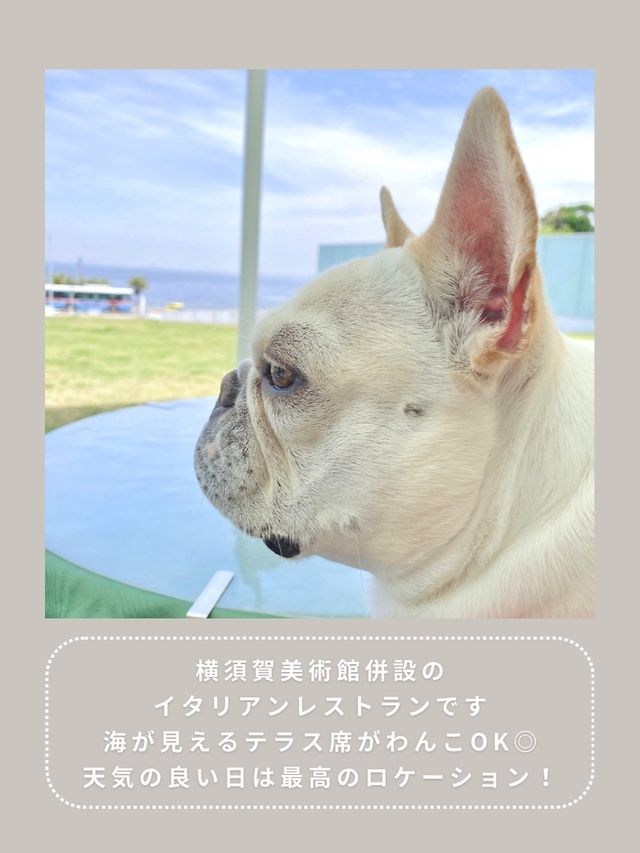 【横須賀】わんこと行けるおしゃれランチ🌿