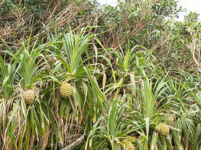【宮古島】伝説残る通り池‎𓂃 𓈒𓏸