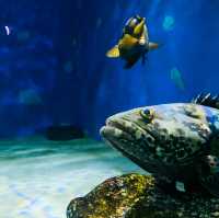 พิพิธภัณฑ์สัตว์น้ำท่าเรือนาโกย่า 名古屋港水族館