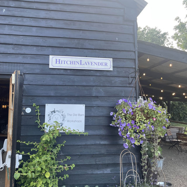 MUST Visit 🇬🇧 Hitchin Lavender Farm