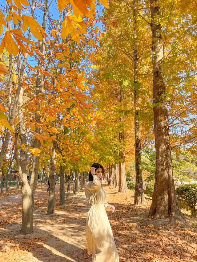떠오르는 경주 단풍 핫플, 경북천년숲정원(경주산림환경연구원)