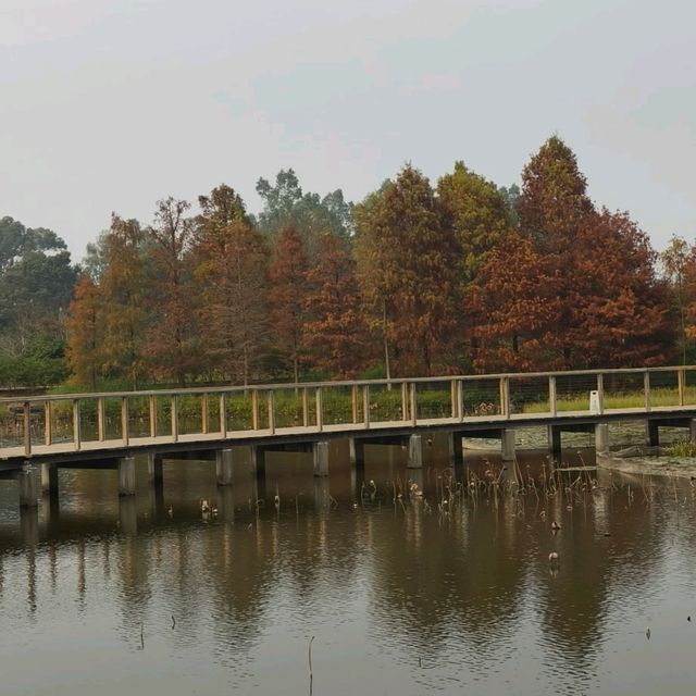 香港紅葉探子來到 - 香港濕地公園！ 🍂((🍁⥎🍁))🍂