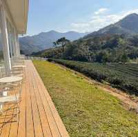 景美山林茶園&山月茶屋/桃園寵物友善網美景點