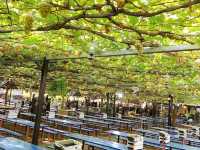 Grapes farm