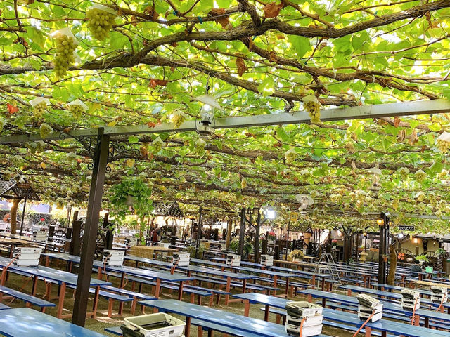 Grapes farm