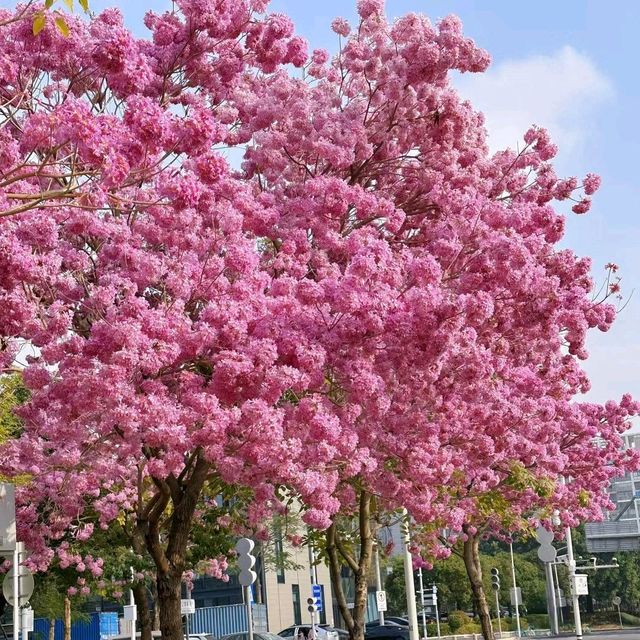 ✨深圳~公館南街~賞紫花風鈴木✨