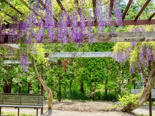 Yurigahara Park 