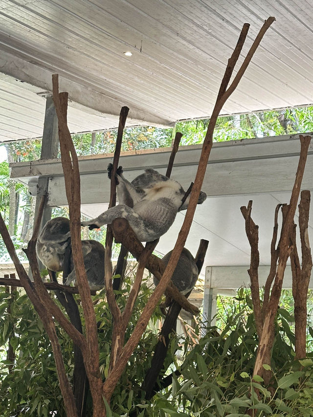 One day trip in ‘Brisbane’ 🇦🇺🐨