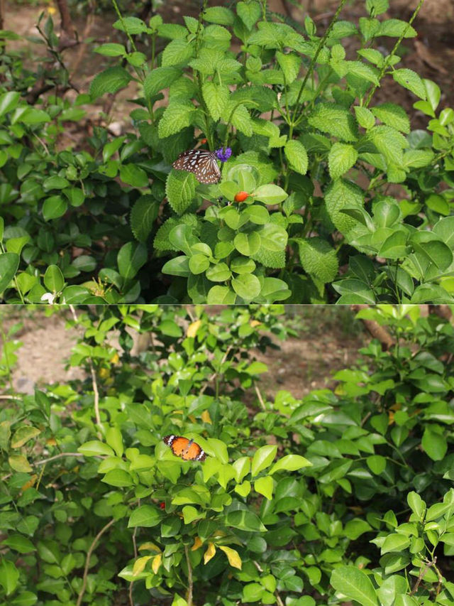 高雄金獅湖蝴蝶園🦋360度鳥瞰賞蝶全新感受🌈