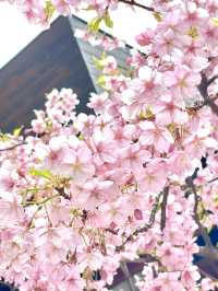 【東京大神宮/東京都】春になると河津桜を設置