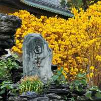 ✨廣州光孝寺~賞黃花風鈴木✨
