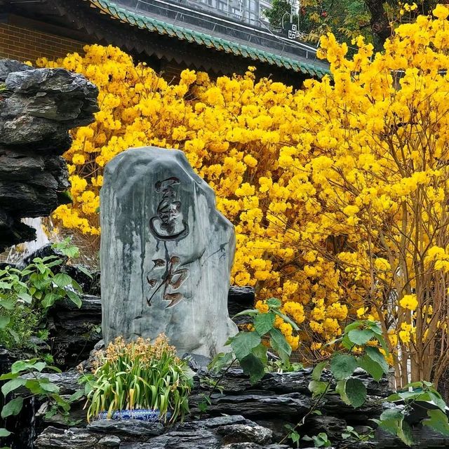 ✨廣州光孝寺~賞黃花風鈴木✨