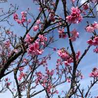 【日和山公園】櫻花 🌸 共度美好時光