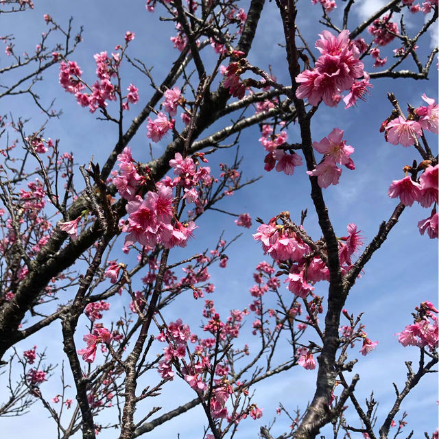 【日和山公園】櫻花 🌸 共度美好時光