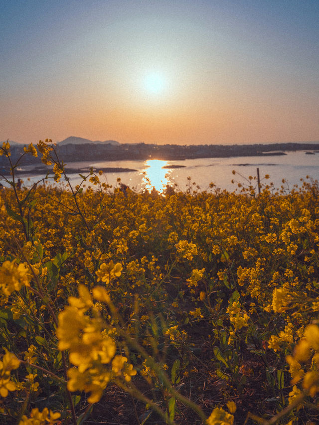 봄이되면 어김없이 노란빛 유채꽃으로 물든 ”서우봉“