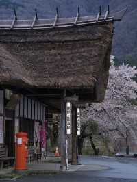 【福島・桜】全国でも希少✨日本の風情感じすぎる桜スポット🌸※周辺観光情報付き