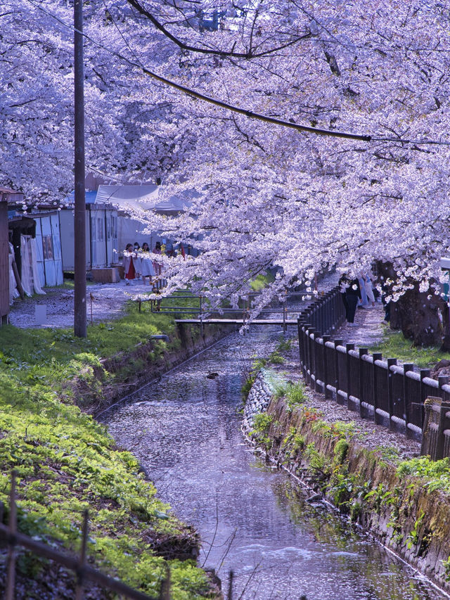 【青森・桜】その美しさ悶絶級🤩「やっば！えぐ！」しか出てこなくなる絶景🌸※アクセス攻略付き