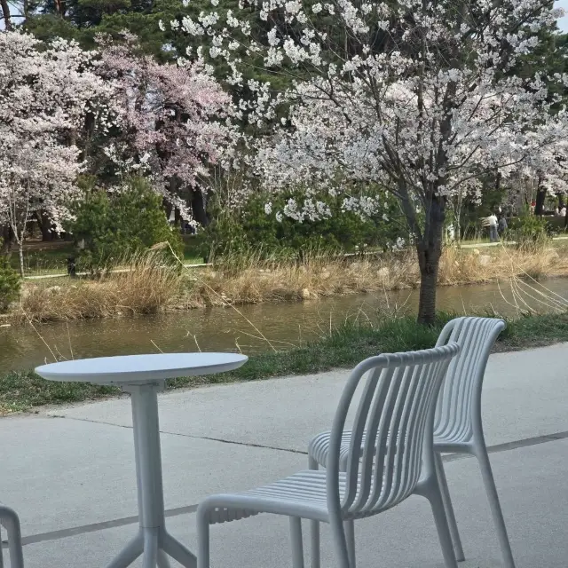 카페에이에서 보는 경포호 벚꽃뷰