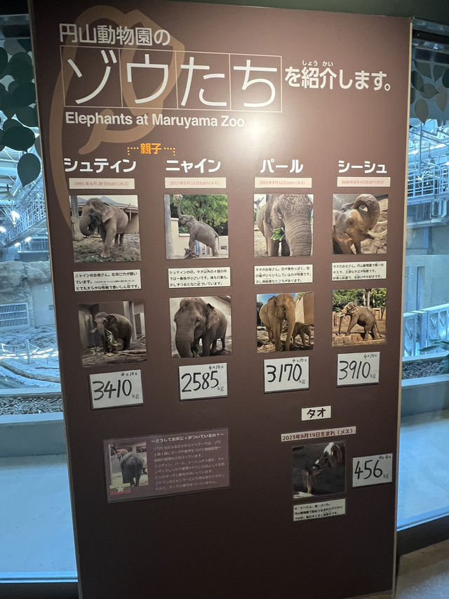 暢遊市區動物園🙉北海道圓山動物園🫶🏻