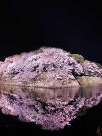 【滋賀】堀の水面に映るリフレクションが素敵すぎるお城の桜
