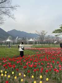 봄맞이 튤립과 유채꽃을 함께 볼 수 있는 양산 황산공원🌹