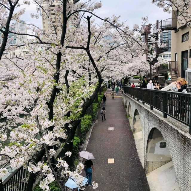 🪷 Heaven Flower Meguro River 🇯🇵