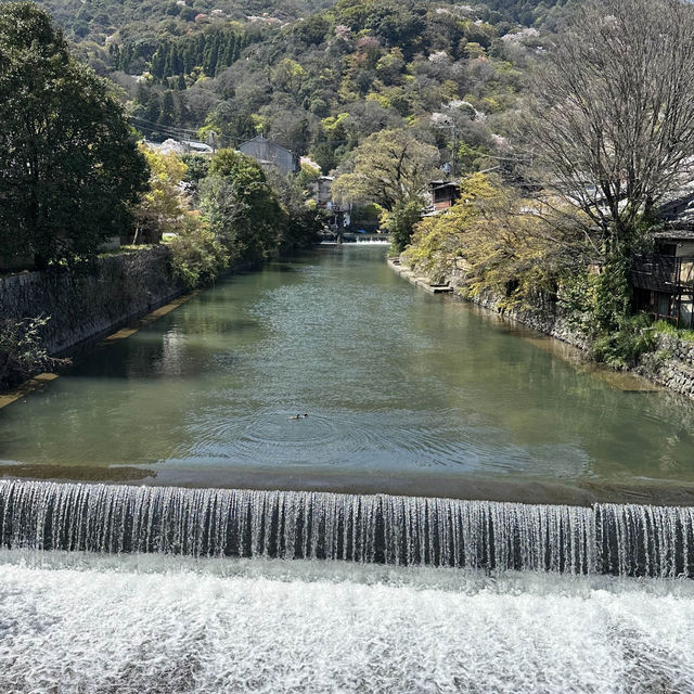 邂逅嵐山盛放櫻花🌸