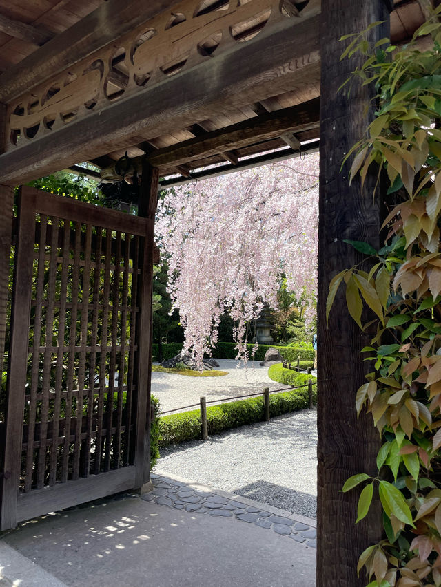 そうだ京都行こう🌸雅な桜を楽しもう🌸退蔵院