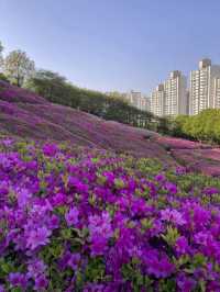 만개 임박🌸 군포 철쭉 축제