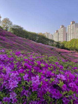 軍浦杜鵑花節即將盛開