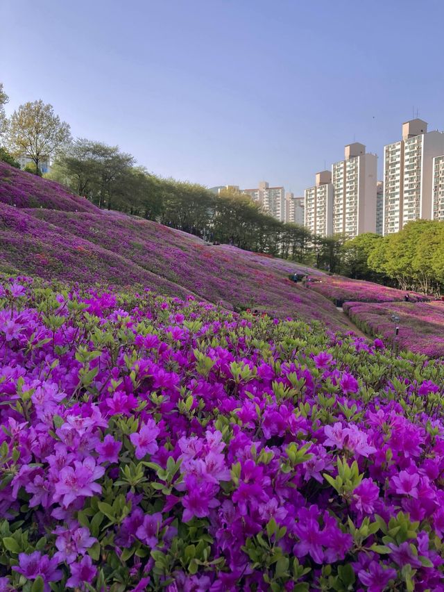 만개 임박🌸 군포 철쭉 축제