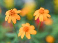 香港公園舉辦食用花與香草展覽
